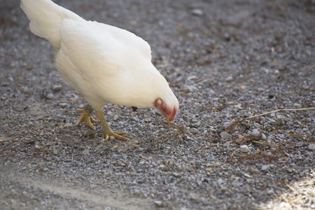 Barnyard chickenの写真素材