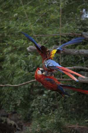 Scarlet macaws playing