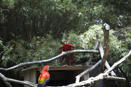 Scarlet macaws near a birdhouse