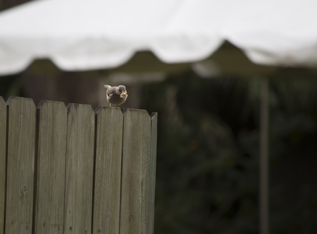 Northern mockingbird (Mimus polyglottos) on a wooden fenceの写真素材