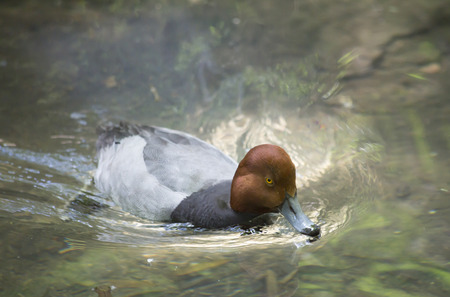 Redhead duck swimming in a pondの写真素材
