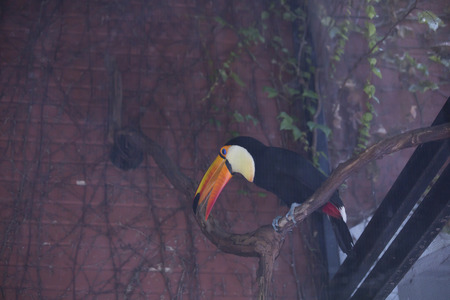 Close up of a toco toucan (Ramphastos toco)の写真素材