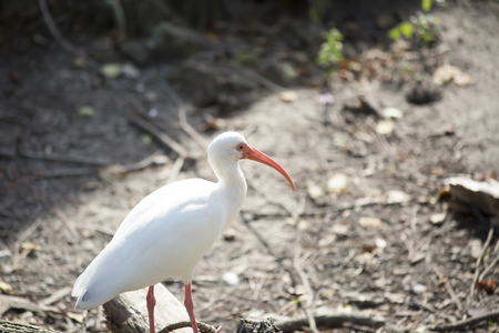 White ibis (Eudocimus albus) on a log