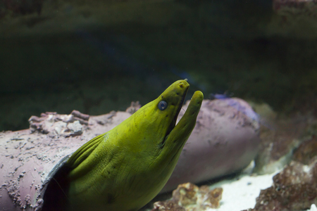 Close up of a green moray eel (Gymnothorax funebris)