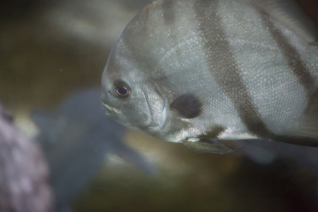 Close up of an Atlantic spadefish (Chaetodipterus faber)