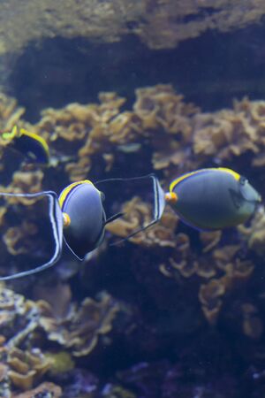 Blonde naso tang (Naso elegans)