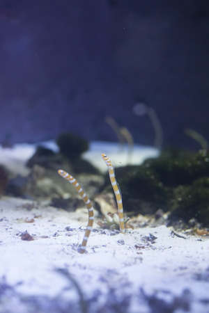 Orange-barred garden eels (Gorgasia preclara)
