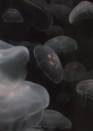 Close up of jellyfish