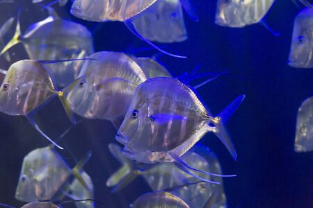 School of lookdown fish (Selene vomer)の写真素材