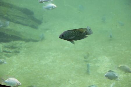 Zambezi river fish in freshwaterの写真素材