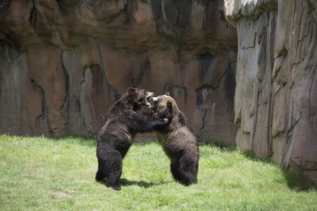 Brown bears (Ursus arctos) matingの写真素材