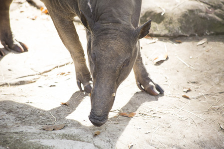 Close up of a babirusa (Buru babirusa), also called a deer-pigの写真素材