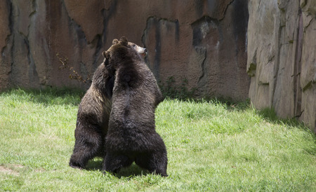 Brown bears (Ursus arctos) matingの写真素材