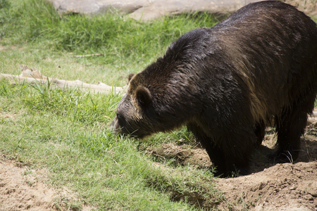 Brown bear (Ursus arctos) standing in a pastureの写真素材