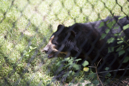 Andean bear (Ursus ornatus) inside a fenceの写真素材