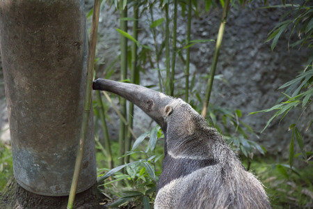 Giant anteater (Myrmecophaga tridactyla), also called an ant bear, searching for insects on a treeの写真素材