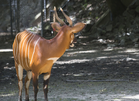 Close up of a bongo (Tragelaphus eurycerus)の写真素材