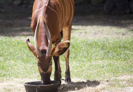 Bongo (Tragelaphus eurycerus) eatingの写真素材