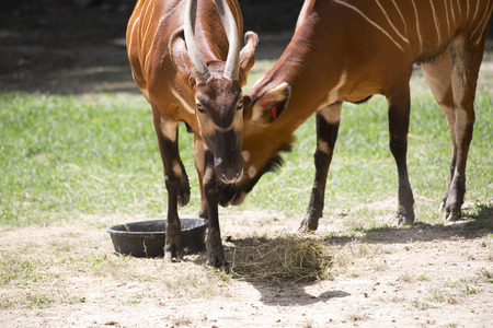 Bongos (Tragelaphus eurycerus) eatingの写真素材