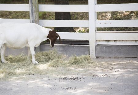 Brown and white goat grazing on hayの写真素材
