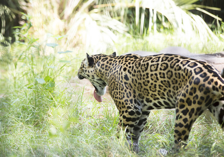 Profile of a jaguar yawning