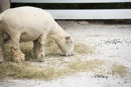 Farm sheep grazing on hayの写真素材