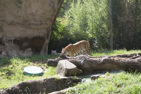 Bengal tiger (Panthera tigris tigris) pacing nervously