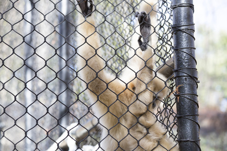 Lar gibbon, also known as a white-handed gibbon, hanging on cage fenceの写真素材