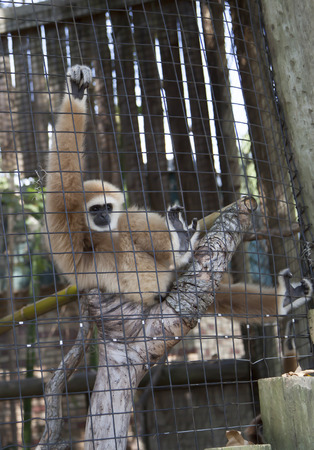 Lar gibbon, also known as a white-handed gibbon, playing on a tree branchの写真素材