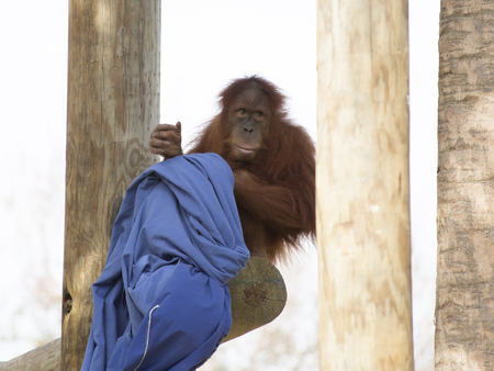 Shy, young orangutan perched on a wooden plank