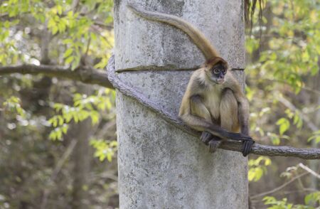 Geoffroys spider monkey climbing along a ropeの写真素材