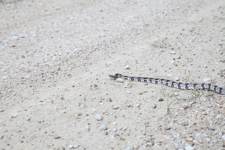 Small canebrake rattlesnake slithering across a dirt road