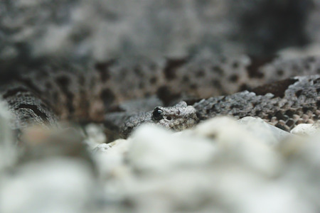 Pygmy rattlesnake (Sistrurus miliarius) hiding in rocksの写真素材