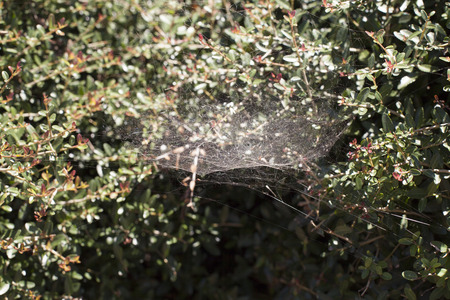 Thick spiderwebの写真素材