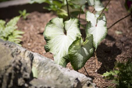 Bed of elephant ear plants in a gardenの写真素材