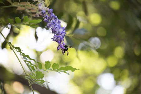 Close up of a carpenter bee hovering around a purple bloomの写真素材