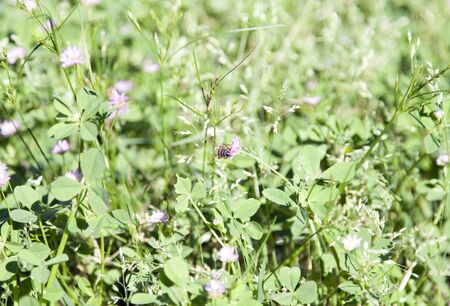 Honey bee pollinating wild flowers in a fieldの写真素材