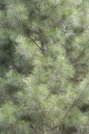Close up of the light green needles of a pine treeの写真素材