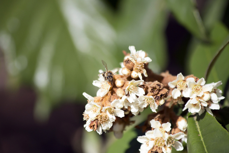 Honey bee pollinating white blooms on a bushの写真素材