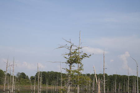 Line of trees growing within a Louisana bayouの写真素材