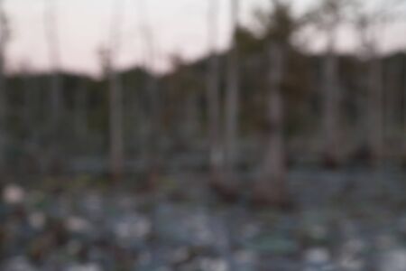 Blurry, spooky swampland trees and overgrowth at duskの写真素材