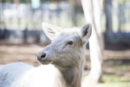Close up of a female white elk in captivityの写真素材