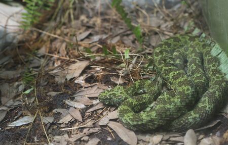 Close up of a Manghshan viper (Protobothrops mangshanensis)