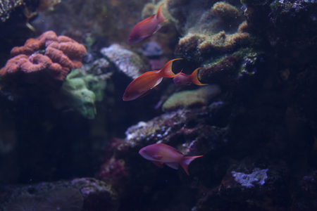 Brightly colored fish swimming past coral in an aquariumの写真素材
