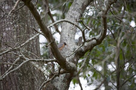 American robin (Turdus migratorius ) perched on a treeの写真素材