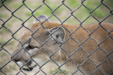 Close up of a mountain lion (Puma concolor) through a fenceの写真素材