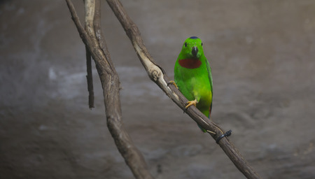 Blue-crowned lorikeet perched on a thick vine, facing forwardの写真素材