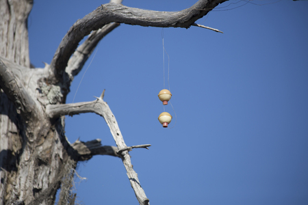 Two fishing bobbers caught in a tree limbの写真素材