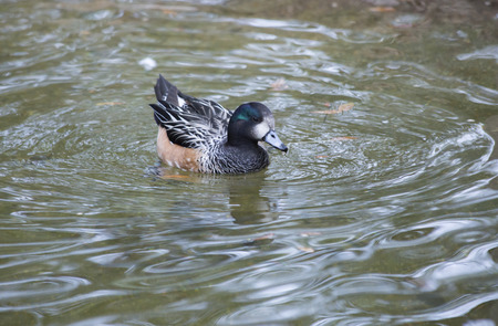 ChiloÃ© wigeon duck swimming in a small pondの写真素材