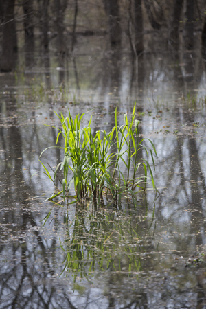 Patch of bright green grass growing in a bogの写真素材